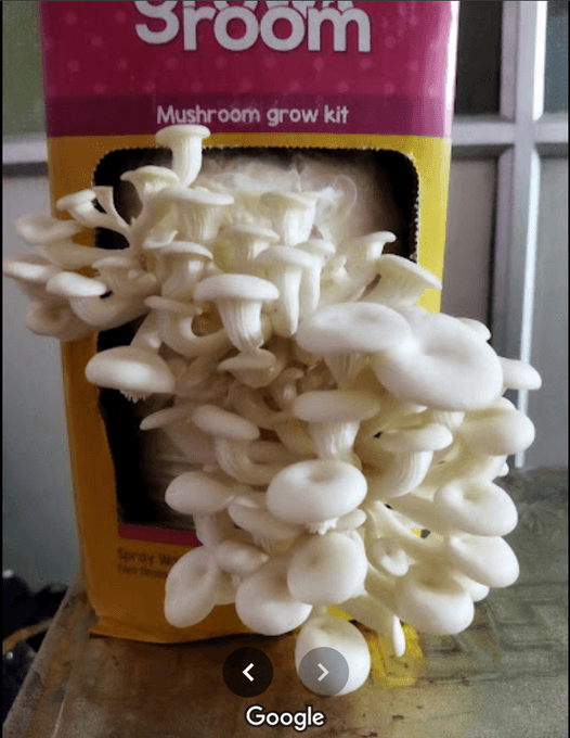Mushroom Grow room with half grown mushrooms